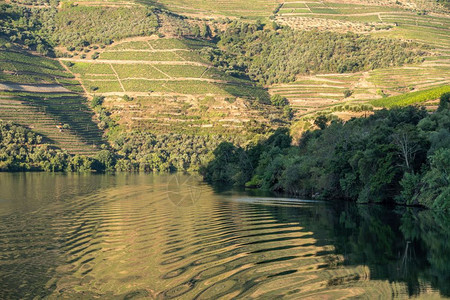 在Pinhao附近的Prtugal的平静河杜罗岸边的红酒和葡萄园梯田图片