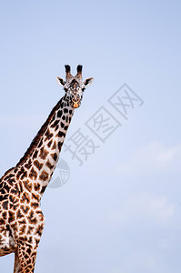 长颈鹿头部在Serngti热带草原森林与天空对抗中图片