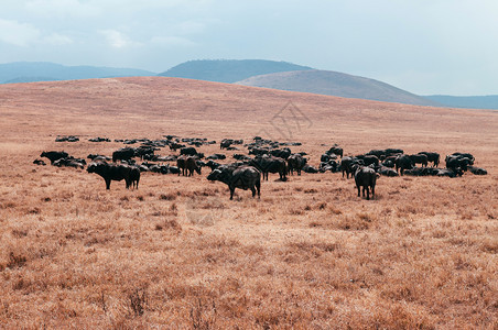 在Ngorncnveatio地区的金草田中野生水牛群在tanzi的Serngti热带草原森林非洲野生动物观光旅行图片