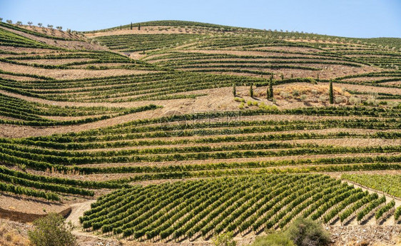 葡萄园在杜罗河的山坡上划线在portugal的杜罗河边主要港口葡萄酒区barcdalv图片