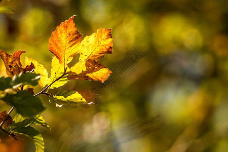 秋天涂漆的黄蜂叶温暖阳光明媚的颜色图片