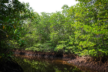 丁邦布利岛因多尼西亚的留红树林沼泽丁邦布利岛留的红树林图片