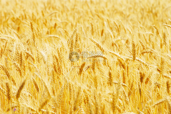 夏季末小麦田地完全成熟图片