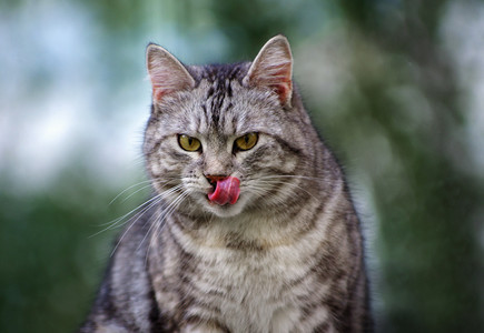 美丽的灰色街猫户外图片