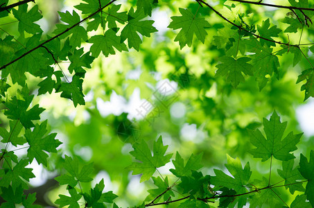 绿色背景的树叶图片