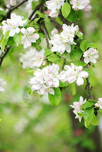 带白花的春枝图片