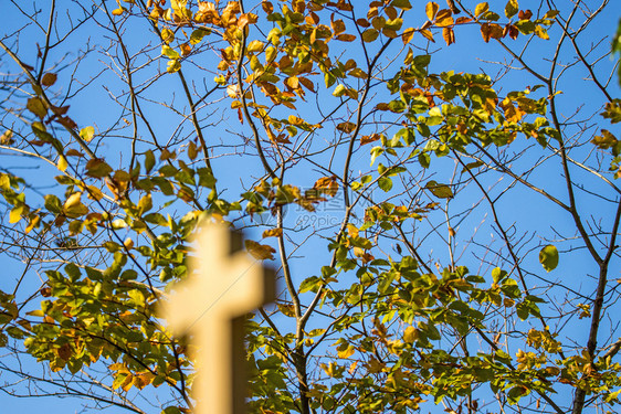 在朝圣的上树涂着秋色的叶子图片