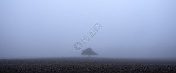 清晨在耕种田地上的雾中围绕孤独的树旁广阔空隙图片