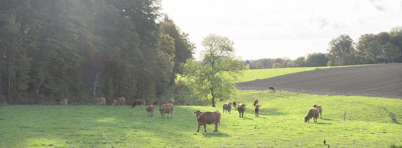 棕色豪华轿车奶牛和小群背景中带有豪伦堡森林的哈兹下午草地图片
