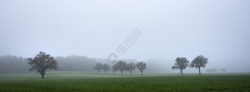 在迷雾的早晨风景豪伦堡坚果树上图片