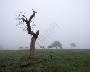 黑白的牛和在豪伦堡的树下在茂密清晨草原上图片