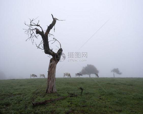 黑白的牛和在豪伦堡的树下在茂密清晨草原上图片