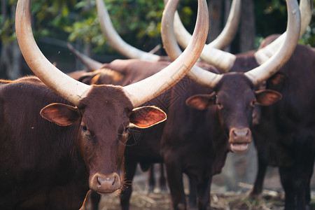 动物园中的安可瓦图西牛群图片