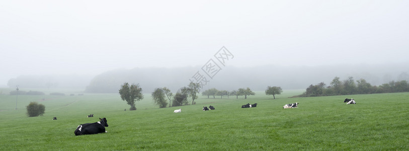 在豪伦堡切特纳奇克附近的绿草地的奶牛图片