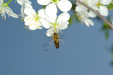 春花和蜜蜂图片