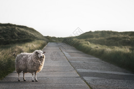 只有一羊在条乡村公路上通过沙丘有苔和海滩草在北弗里西亚的锡尔特岛德国早上自然保护区图片