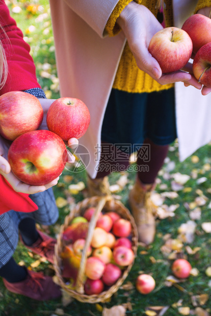 家庭收割女孩在花园的篮子附近拿着果苹在花园里放着苹果图片