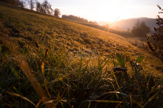 清晨在山上有露的草和在幕后的黎明图片