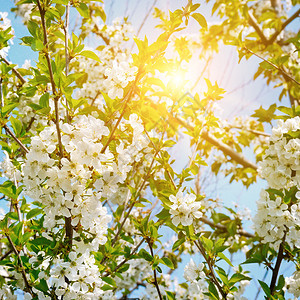 在春天盛开的桃花树图片