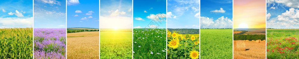 绿色田野和蓝天空的全景有光云拼贴全局照片图片