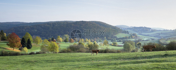 秋天的牛和在草地的里散步靠近华伦堡风景的明亮彩色树图片