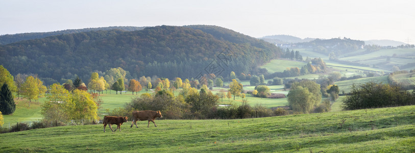秋天的牛和在草地的里散步靠近华伦堡风景的明亮彩色树背景图片