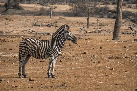 位于非洲南部Kruge公园的平原斑马图片