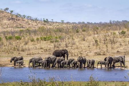 大象非洲家庭灌木大象南部Kruge公园图片