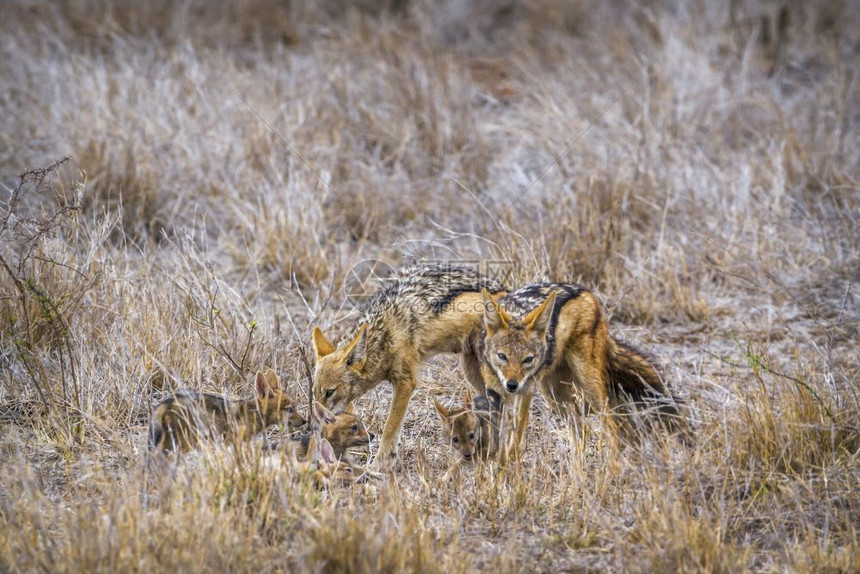 在非洲南部公园的胡狼图片