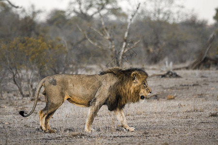 狮子座射手座图片