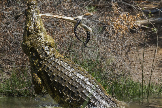 Crocdyliae无鳄鱼家庭非洲南部Kruge公园无鳄鱼图片