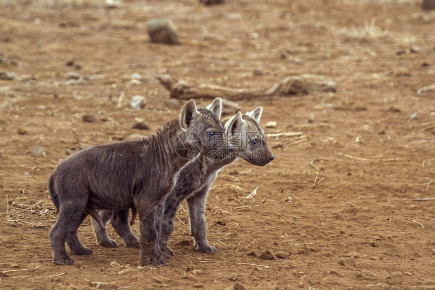 在非洲南部的Kruge公园发现hyaen图片