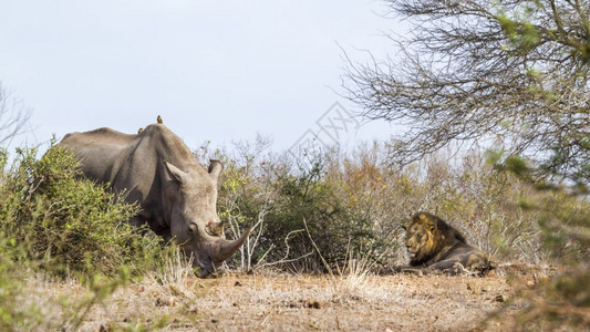 南部非洲kruge公园南部白犀牛和非洲狮子图片