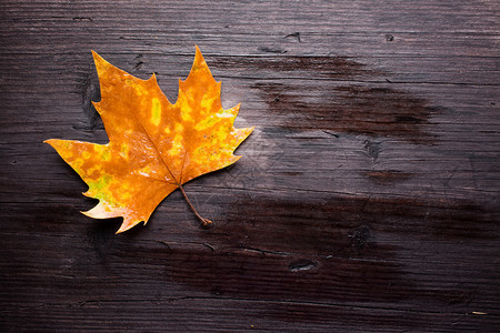 木板上的叶子背景图片