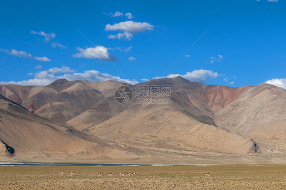 红山靠近Tsokar湖拉达赫印地亚图片