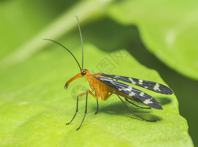 蝎子苍蝇木乃伊马哈拉施特印地安那图片
