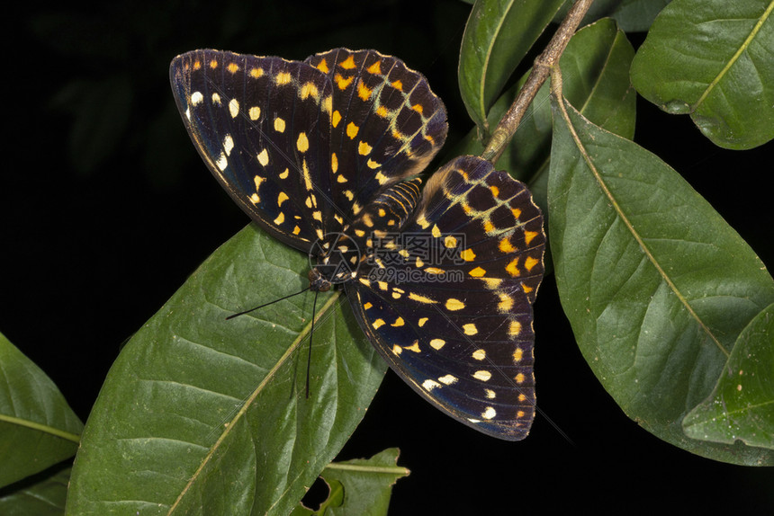 黑大公蝴蝶土加罗山麦拉亚印地图片