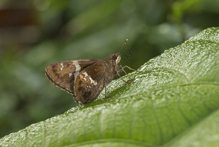 树苗蝴蝶加罗山麦拉亚印地安群岛图片