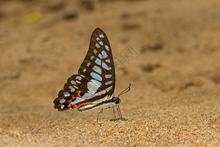 普通公羊石墨多森蝴蝶加罗山梅拉亚印地图片