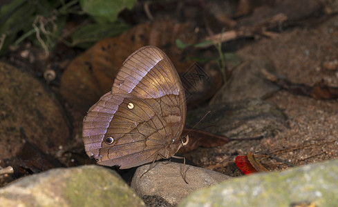 丛林光荣蝴蝶萨曼提斯伽罗山麦加拉亚图片