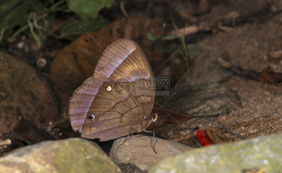 丛林光荣蝴蝶萨曼提斯伽罗山麦加拉亚图片