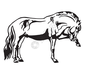 马的单色装饰肖像马的外表矢量以白色背景上的黑孤立插图案设计和纹身案图片