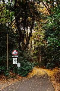 2019东京日本秋黄色的金果落叶覆盖地面在Meijngu神庙公园的青绿林中小空路东京绿地图片