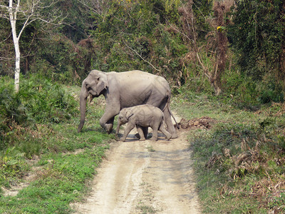 大象小牛白鲸卡兹兰加公园萨姆印地亚图片