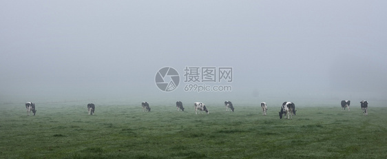 清晨年轻好奇的黑白牛群绿雾草地图片