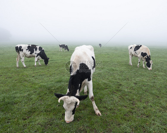 清晨年轻好奇的黑白牛群绿雾草地图片