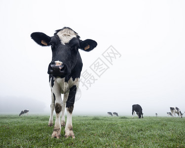清晨年轻好奇的黑白牛群绿雾草地图片