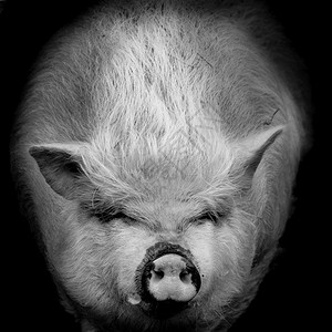 黑白猪对准的肖像图片