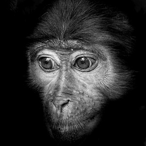 黑白猴子肖像背景图片