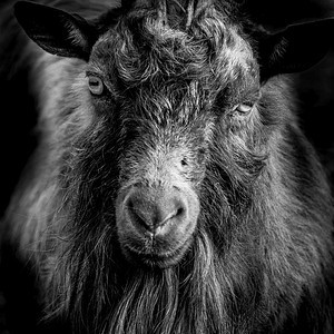 黑白山羊肖像图片